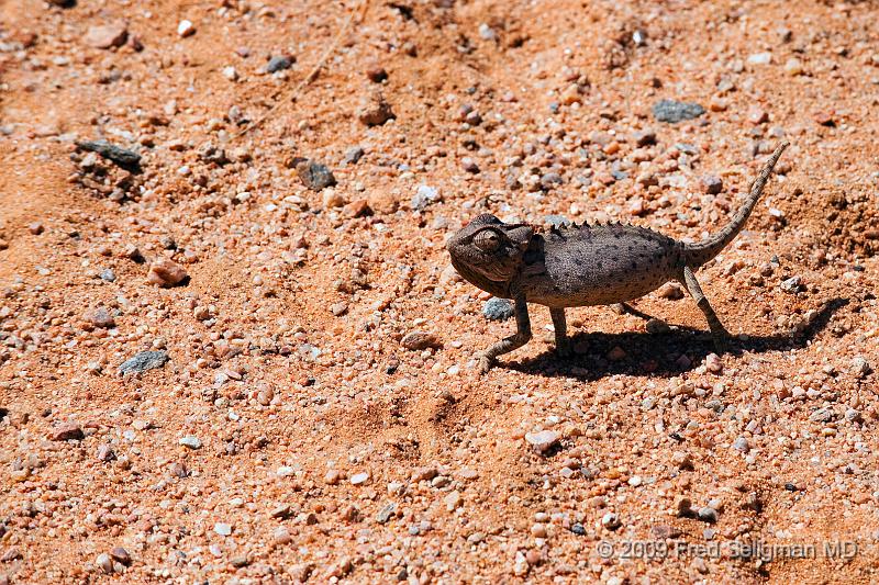 20090609_122001 D3 (1) X1.jpg - Unnamed critter, Kunene Region, Namibia